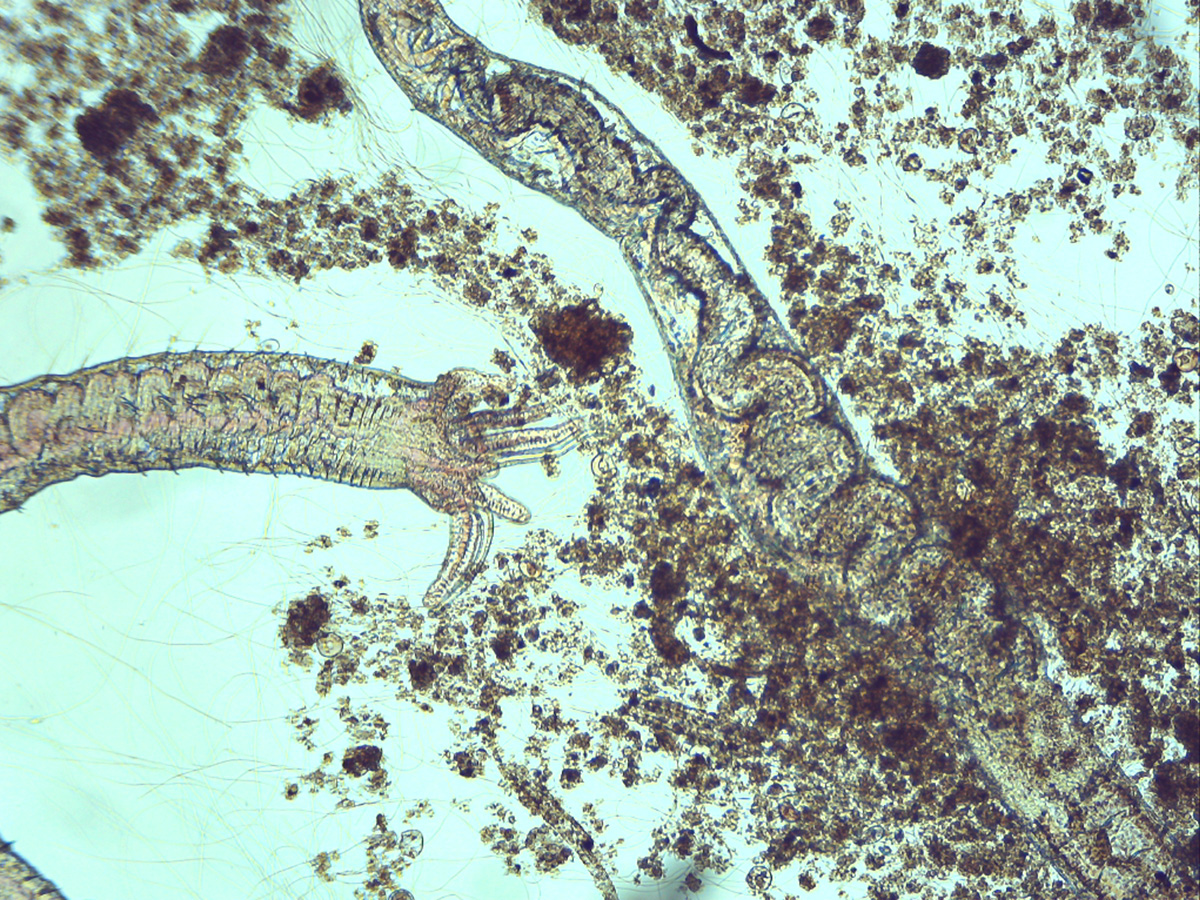 Micro-organismes-BA-10-12-17-OLIGO-ETOILE_2